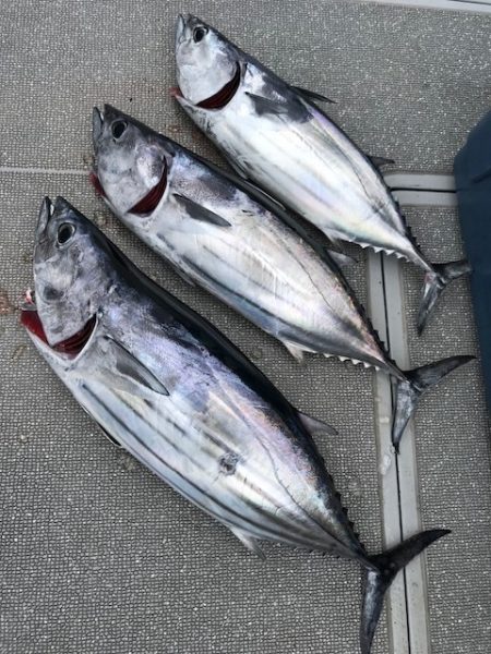 へいみつ丸 釣果