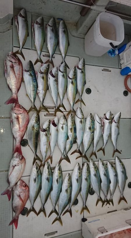 スカイマリン 釣果