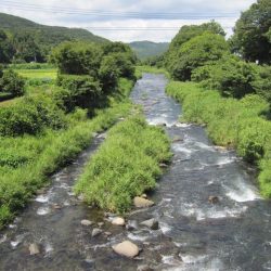 狩野川(狩野川漁業協同組合) 釣果