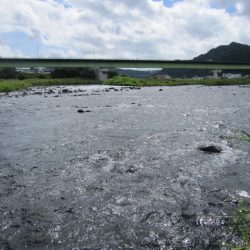 狩野川(狩野川漁業協同組合) 釣果