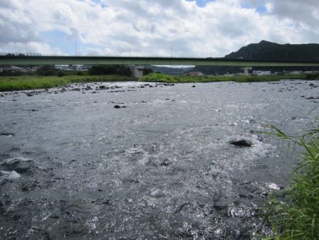 狩野川（狩野川漁業協同組合） 釣果