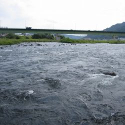 狩野川(狩野川漁業協同組合) 釣果