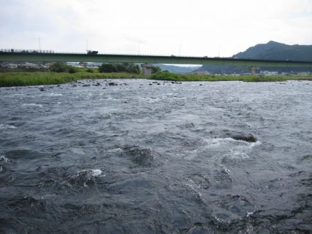 狩野川（狩野川漁業協同組合） 釣果