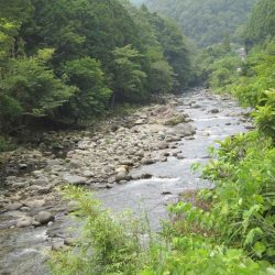 狩野川(狩野川漁業協同組合) 釣果