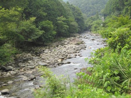 狩野川(狩野川漁業協同組合) 釣果