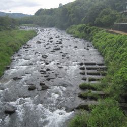 狩野川(狩野川漁業協同組合) 釣果