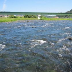 狩野川(狩野川漁業協同組合) 釣果