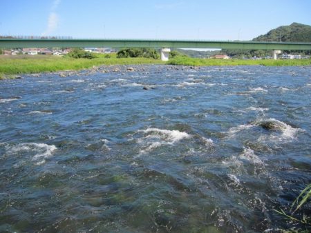 狩野川(狩野川漁業協同組合) 釣果