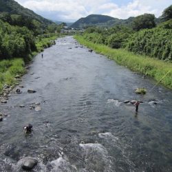 狩野川(狩野川漁業協同組合) 釣果