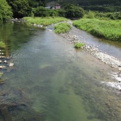 狩野川(狩野川漁業協同組合) 釣果