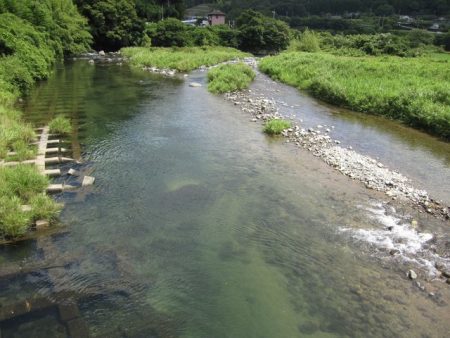 狩野川(狩野川漁業協同組合) 釣果