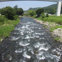 狩野川(狩野川漁業協同組合) 釣果