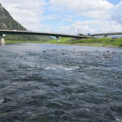 狩野川(狩野川漁業協同組合) 釣果