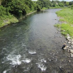 狩野川(狩野川漁業協同組合) 釣果