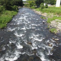 狩野川（狩野川漁業協同組合） 釣果