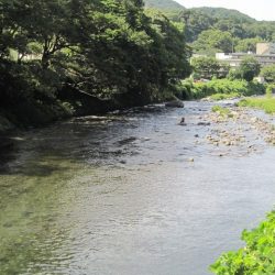狩野川（狩野川漁業協同組合） 釣果
