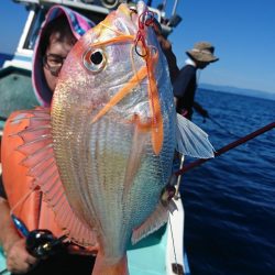 シードリーム 釣果