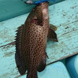 シードリーム 釣果