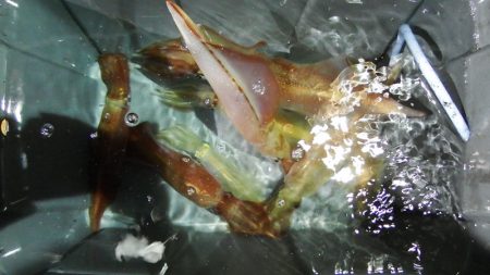 第三むつりょう丸 釣果