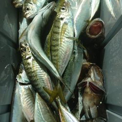 魁皇 釣果