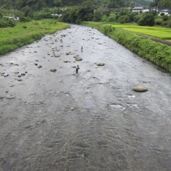 狩野川(狩野川漁業協同組合) 釣果