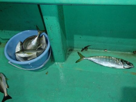 第二むつ漁丸 釣果