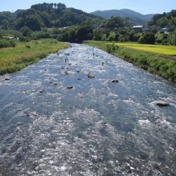 狩野川(狩野川漁業協同組合) 釣果