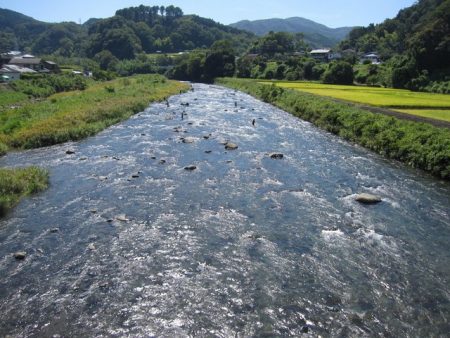 狩野川(狩野川漁業協同組合) 釣果
