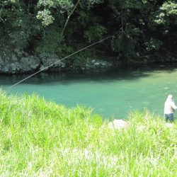 狩野川(狩野川漁業協同組合) 釣果