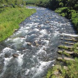 狩野川(狩野川漁業協同組合) 釣果