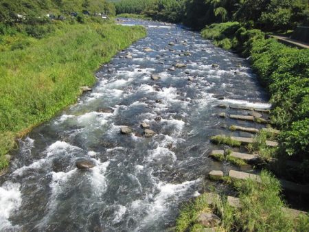 狩野川(狩野川漁業協同組合) 釣果