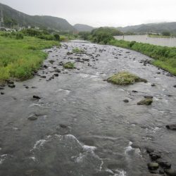 狩野川(狩野川漁業協同組合) 釣果