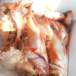 こうゆう丸 釣果