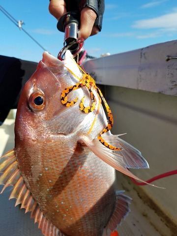 遊漁船　ニライカナイ 釣果