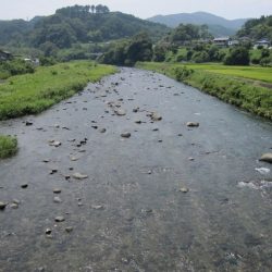 狩野川(狩野川漁業協同組合) 釣果