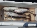 里輝丸 釣果