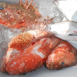 こうゆう丸 釣果