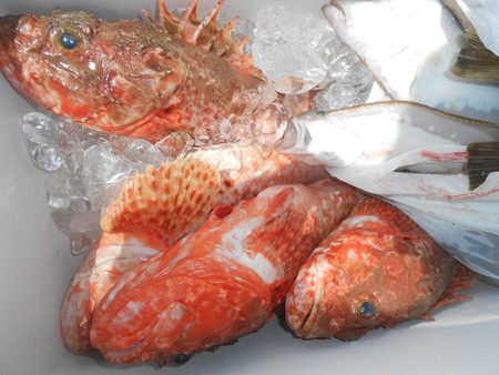 こうゆう丸 釣果