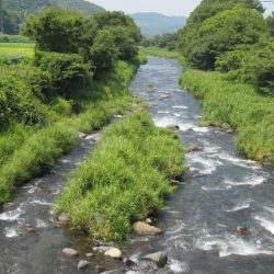 狩野川(狩野川漁業協同組合) 釣果