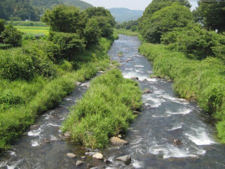 狩野川(狩野川漁業協同組合) 釣果