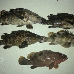 TOPGUN名古屋 釣果