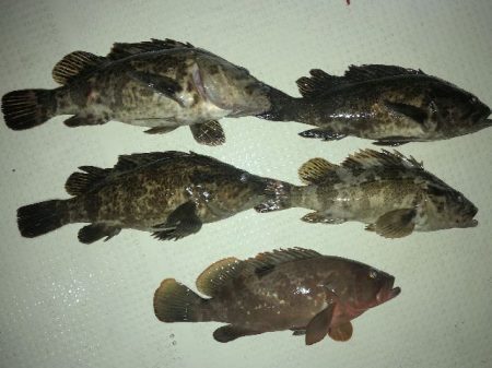 TOPGUN名古屋 釣果