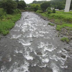 狩野川(狩野川漁業協同組合) 釣果