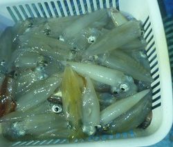 松福丸 釣果