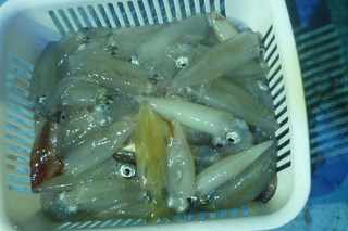 松福丸 釣果