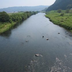 狩野川(狩野川漁業協同組合) 釣果