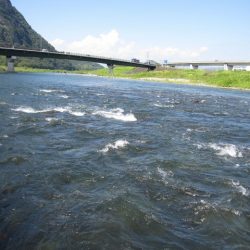 狩野川(狩野川漁業協同組合) 釣果