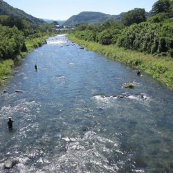 狩野川(狩野川漁業協同組合) 釣果