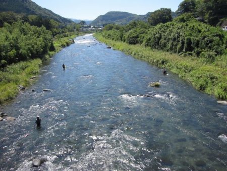 狩野川(狩野川漁業協同組合) 釣果