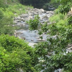 狩野川(狩野川漁業協同組合) 釣果